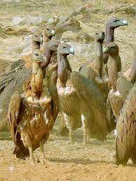 Its population dwindled during the 1990s. White Rumped Vulture Wikiwand