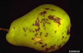 The variants are wide and plenty. Troubleshooting Common Diseases Of Pears How To Treat Sick Looking Pear Trees