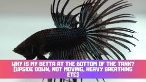 Why Is My Betta At The Bottom Of The Tank Betta Care Fish Guide