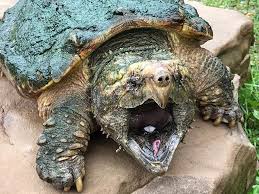 A Real Life Dinosaur The Alligator Snapping Turtle Alligatorsnappingturtle Snappingturtle Reptilesofinsta Alligator Snapping Turtle Snapping Turtle Turtle