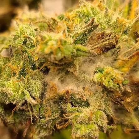 Tête de fleur acheter amnesia haze france livraison rapide en boutique