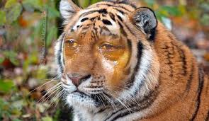 Harimau malaya is a group on roblox owned by hariiz with 1440 members. Harimaumalaya Harimau Menangis Facebook