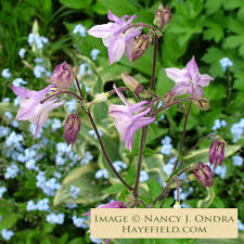 Image result for Aquilegia vulgaris Tower Mix