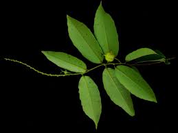 Image result for Sclerocroton