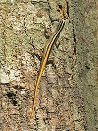 The black and yellow stripes that bees and wasps share are to warn other animals (including humans) that they are dangerous. Yellow Striped Tree Skink Lipinia Vittigera