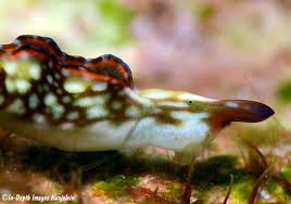 Image result for Landolphia rufescens