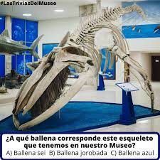Esqueleto de una ballena