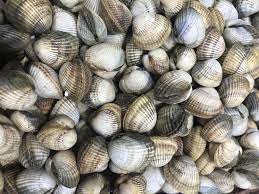 Luximer sélectionne pour vous des coquillages fraichement pêchés et au meilleur prix ! Coques Prix Au Kilo Au Petit Charlot