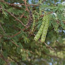 Image result for Acacia nilotica