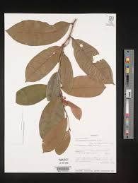 Image result for Acridocarpus chloropterus