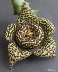 Image result for Orbea maculata