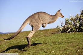 Kangaroo Information And Facts For Kids Australian Animals List Animals Australian Animals