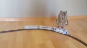 Owl On A Train Cute Funny Animals Cute Creatures Funny Animals