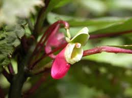 Image result for Impatiens niamniamensis