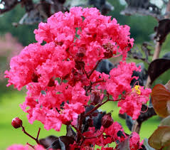 Maybe you would like to learn more about one of these? Common Crepe Myrtle Pests Tips On Controlling Crepe Myrtle Insects