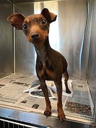 Top of page add new shelter or rescue group. Grand Island Fl Miniature Pinscher Meet Hershey A Dog For Adoption Kitten Adoption Dog Adoption Pets