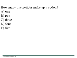 Only groups of three nucleotides provide enough combinations to create all. Ppt Review Dna Rna Protein Powerpoint Presentation Free Download Id 5147371