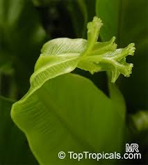 Image result for Asplenium sandersonii