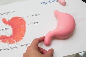 How To Build A Stomach Model Synonym Human Body Projects Science Fair Projects Science Projects