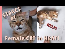 Male cats are willing to breed anytime once they reach maturity. Cat In Heat Signs Mating Cycle And How To Avoid Pregnancy Tractive Blog