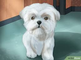 3 Ways To Identify A Show Worthy Maltese Wikihow
