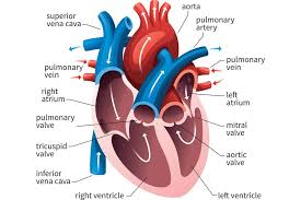 human heart circulatory system diagram chart cubicle locker mini art poster 18x12