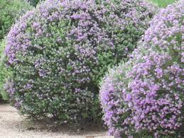 Plant seed after all danger of frost has passed; Our Desert Is Cascading With Purple Flowering Bushes Tjs Garden