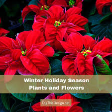 It is a species of flowering flowering tree branches with red fragile flowers of tropical paper flowers tree/bush hanging along. 6 Plants And Flowers Of The Winter Holiday Season Dig This Design