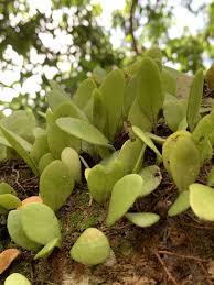 Image result for Pyrrosia rhodesiana