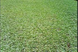 Rumput gajah mini / jual rumput gajah mini: Tukang Taman Bekasi Jasa Pembuat Taman Di Bekasi Jual Rumput Gajah Mini Di Bekasi