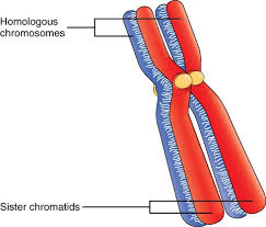 Shows the possible outcomes of genetic crosses. Understanding Genetics Ask A Biologist