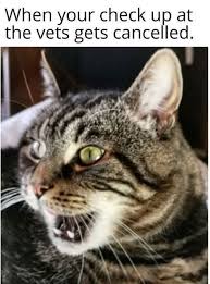 Lift your spirits with funny jokes, trending memes, entertaining gifs, inspiring stories, viral videos. Chase The Time Away With Caturday 40 Cat Memes In 2020 Cat Memes Grumpy Cat Humor Cats