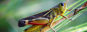 Being diurnal predators (active by day) that primarily use their powerful sense of vision to capture prey their most common foodstuffs are invertebrates of varying types. Field Crickets Updated For 2021 Pests Org