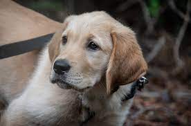 A cross between a purebred golden retriever and a purebred labrador retriever. Golden Retriever Lab Mix Complete Guide To The Goldador Animal Corner