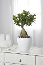 Ficus A Petites Feuilles Jardiland