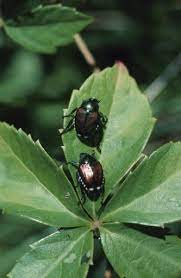 Pin On Pest Control