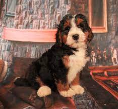 I have 5 black and white bernese mountain dog/poodle puppies for sale. Bernedoodle Puppies For Sale Standard And Mini F1 And F1b Home Facebook