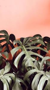 Monstera Leaves On Pink Monstera Plant Wallpaper Tropical Wallpaper Aesthetic Wallpapers