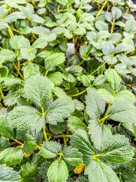Image result for Fragaria chiloensis