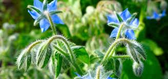 Looking for something different while in st johns. Pyrrolizidine Alkaloids In Food What You Should Know Techzle