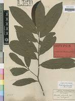 Image result for Campylospermum hiernii