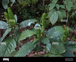 Image result for Ecbolium clarkei