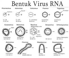Jul 04, 2021 · bentuk aktif dari obat ini adalah oseltamivir karboksilat. Bentuk Dan Ukuran Tubuh Virus
