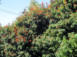 Image result for Dicoma capensis