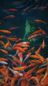 138 33 jepang ikan koi asia. 100 Gambar Ikan Hias Mas Hiu Koi Paus Lele Dll