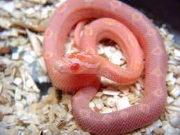 Pin By Jennifer Summerlin On Herptology Corn Snake Snake Milk Snake