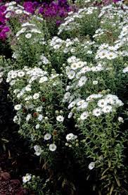 Rhs Advice Tips On Garden Indoor Plants Plant Finder Selector Rhs Gardening In 2020 Plants Garden Oasis Garden Design