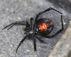 Many of the symptoms of a black widow bite can look like those of other conditions. False Widow Death Was A Tragedy But It Wasn T Spider Venom That Was To Blame