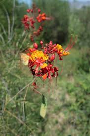 Image result for Caesalpinia rubra