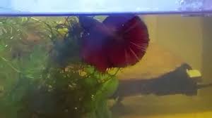 Betta Fish Fights Everything You Need To Know Japanesefightingfish Org